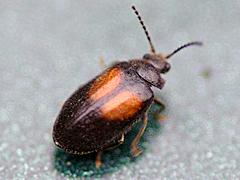 Marsh Beetle